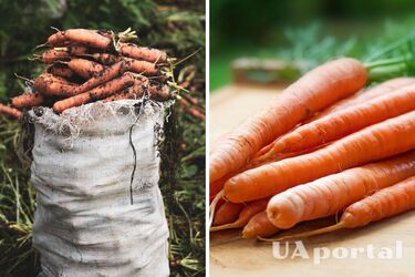 Як правильно заморозити моркву на зиму - як правильно зберігати моркву