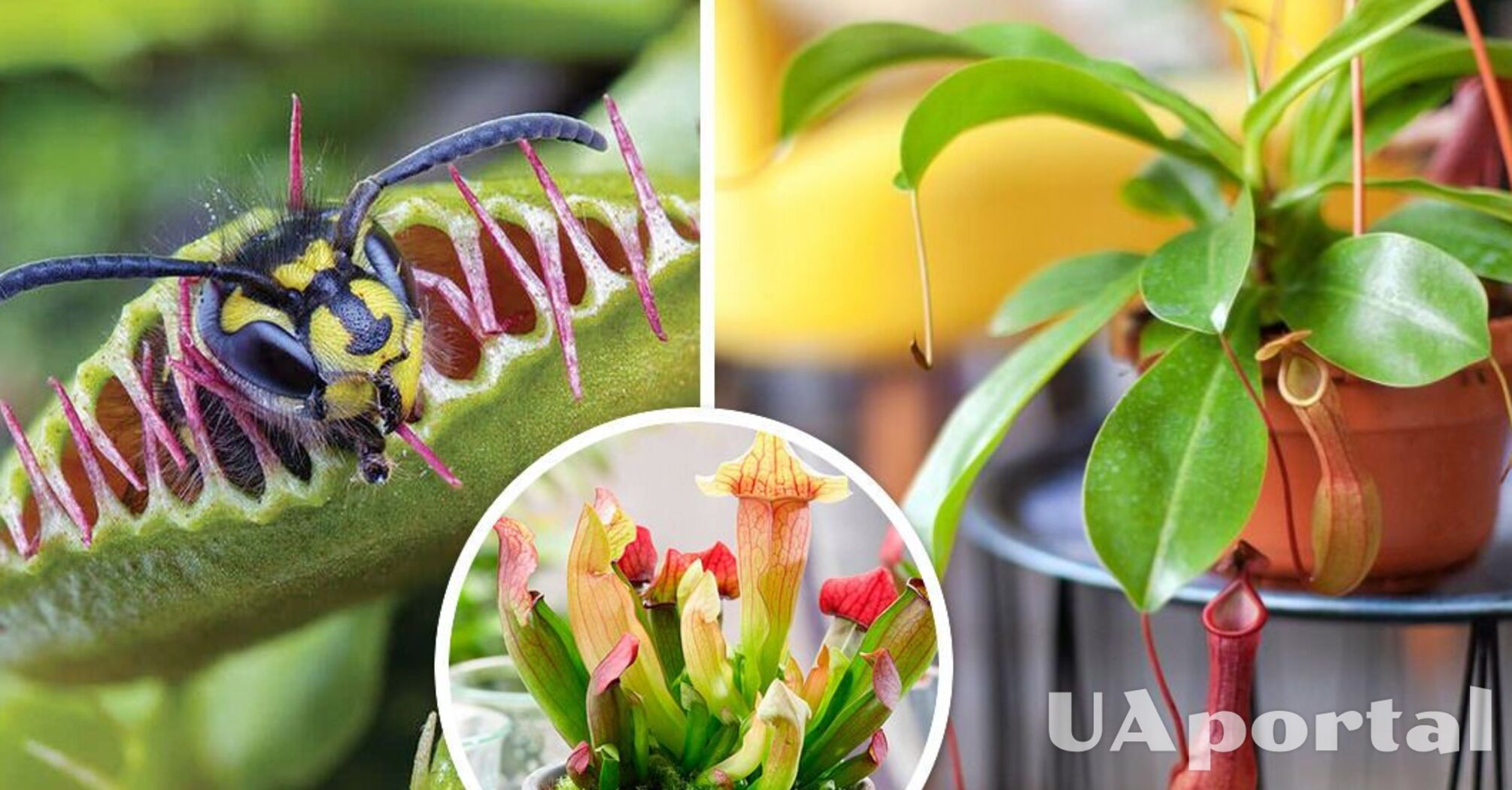 Insect trap: these five carnivorous plants can be grown at home