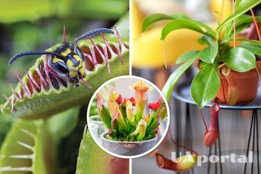 Какие хищные растения можно выращивать дома?