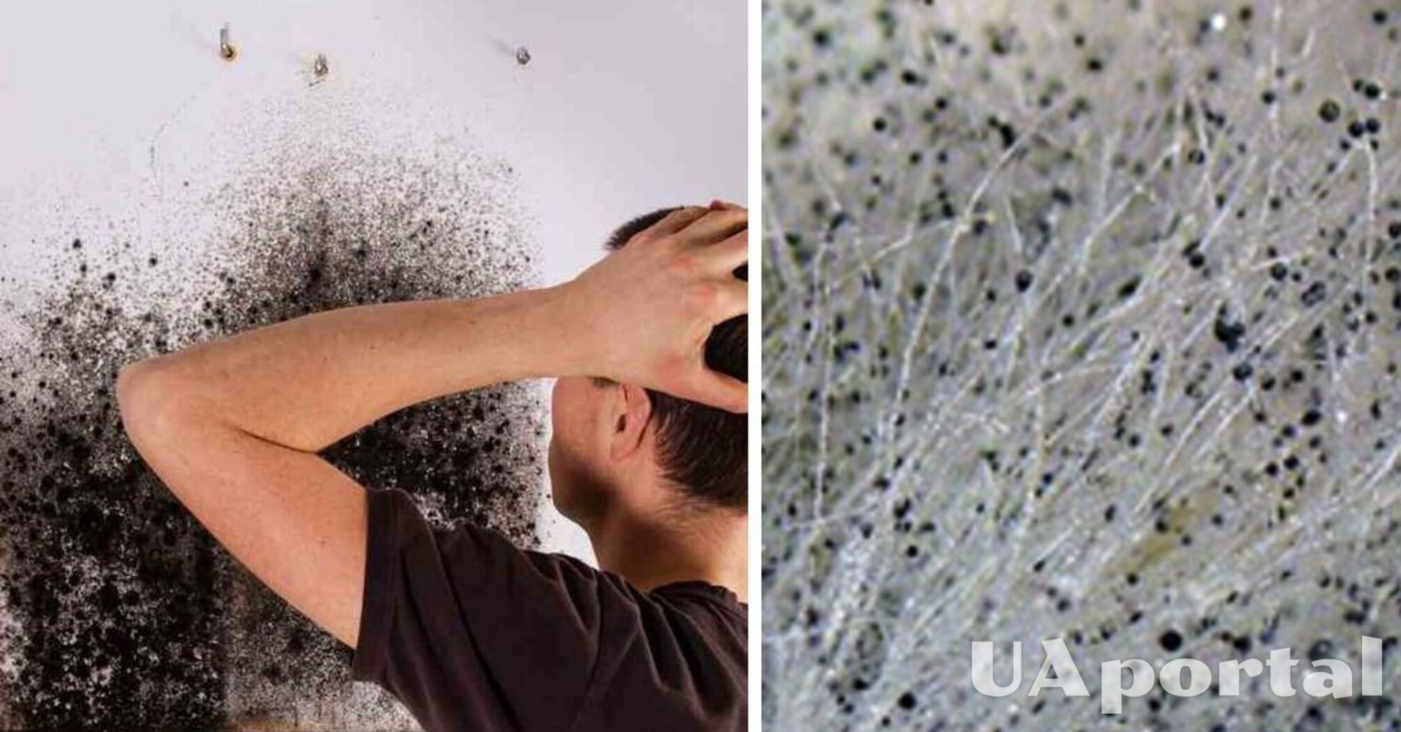 What to do to prevent mould on the walls and how to get rid of it