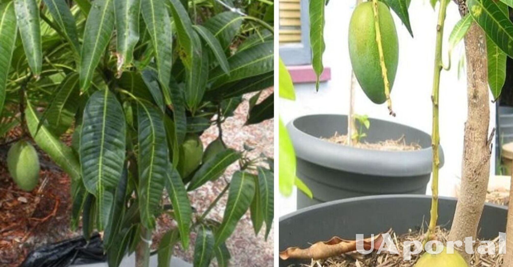 Цветоводы ответили, как вырастить манго из косточки в домашних условиях