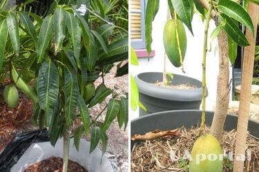 Квітникарі відповіли, як виростити манго з кістки в домашніх умовах 