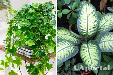 Three plants not to keep at home: they suck energy from the host