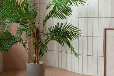 The most beautiful indoor flowers: top 5