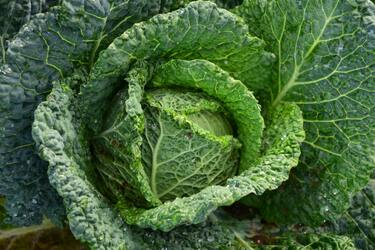 How to preserve cabbage for the whole winter: the best ways