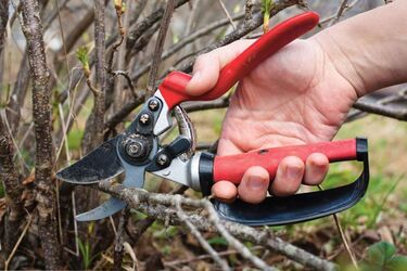 Not just grapes and raspberries: Which bushes and trees must be pruned for the winter