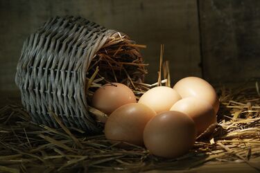 Рекомендації щодо зберігання яєць взимку