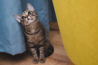 Как отучить кота от плохих дел