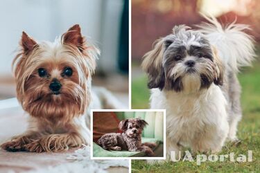 Маленькие породы собак – маленькая собака