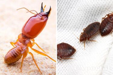 Переносять небезпечні хвороби та створюють безліч проблем: названо 5 найшкідливіших домашніх комах