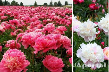 Что делать с пионом осенью, чтобы весной она пышно зацвела