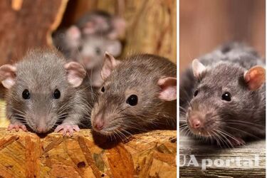 How to scare away rats from the house and barn