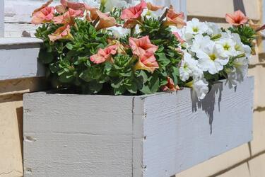 Основные шаги по улучшению роста и цветению петунии