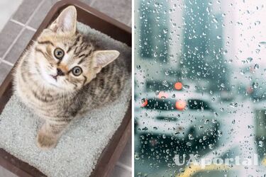 Котячий наповнювач запобігає запотіванню вікон автомобіля восени: неочікуваний лайфхак