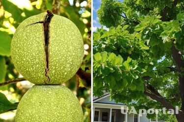 Почему нельзя сажать орех у дома