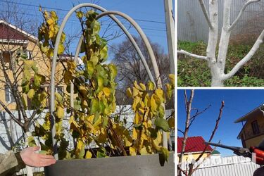 Как ухаживать за деревом абрикоса осенью