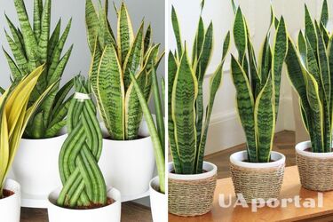 Florists named three mistakes in the care of sansevieria that lead to yellowing of leaves