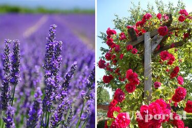 Садівники назвали три рослини, які необхідно обрізати до листопада