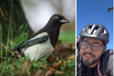 В Австралії сорока щодня нападає на одного і того ж чоловіка (відео)