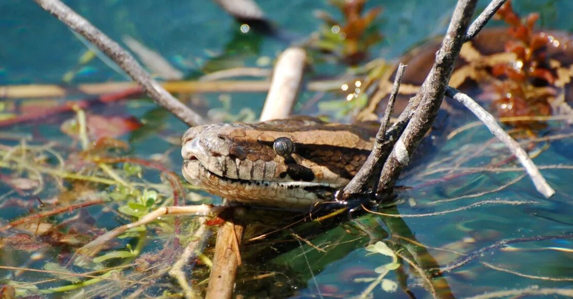 Во Флориде нашли гибридных питонов, 'воюющих со змеями' (фото)