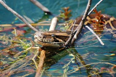 Hybrid pythons found 'fighting snakes' in Florida (photo)