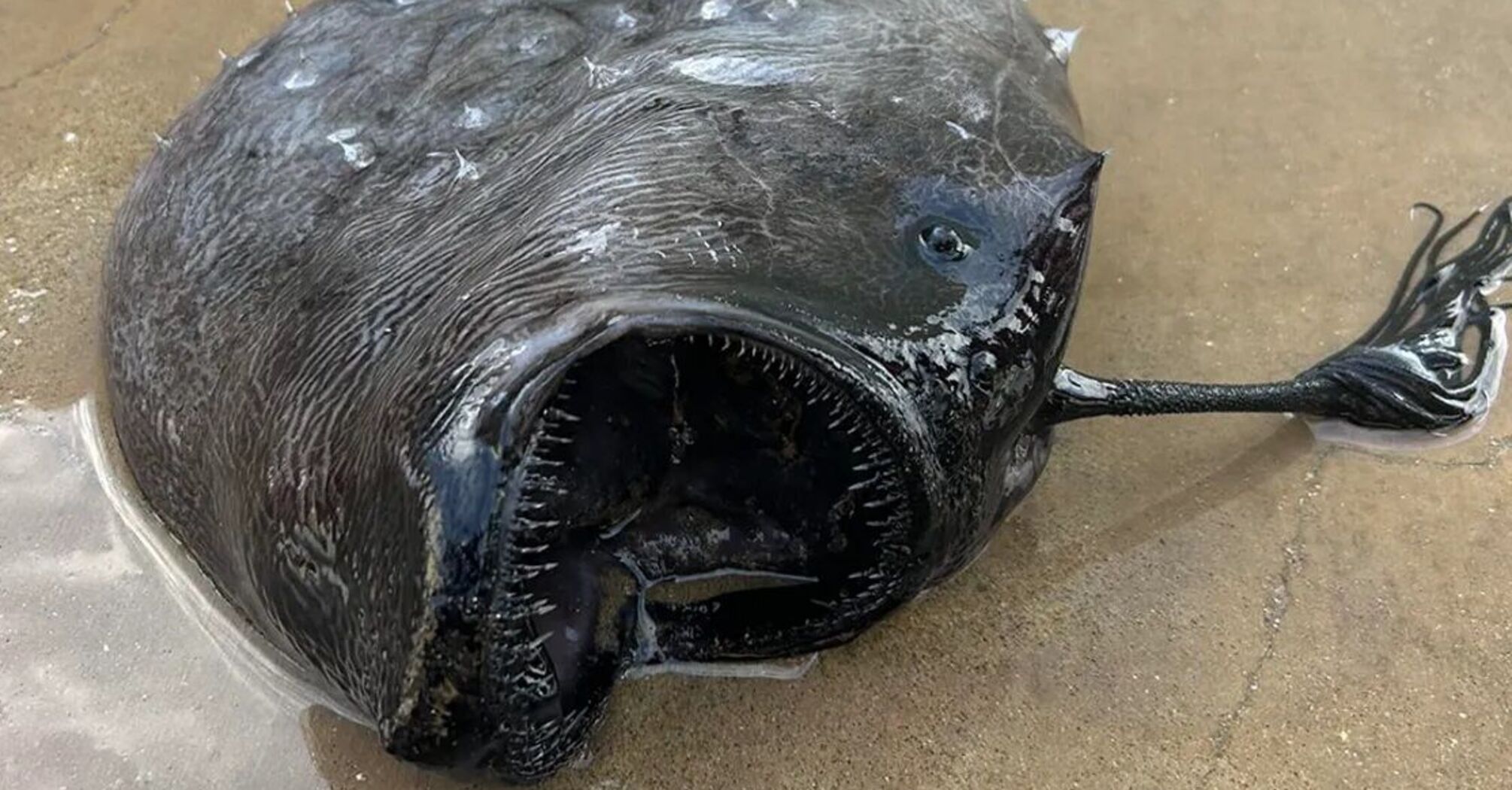 На пляж в Калифорнии выбросило глубоководную рыбу-монстра: фото и видео