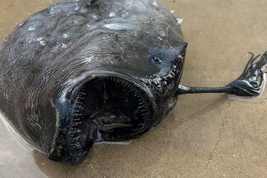 На пляж в Калифорнии выбросило глубоководную рыбу-монстра: фото и видео