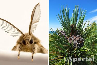 Забудьте о нафталине: эксперты объяснили, какой предмет поможет защитить одежду от моли