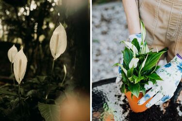 Як принести 'жіноче щастя' у дім: секрети цвітіння спатифілуму