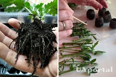 Як правильно висадити живець хризантеми, щоб прижився: поради квітникарів