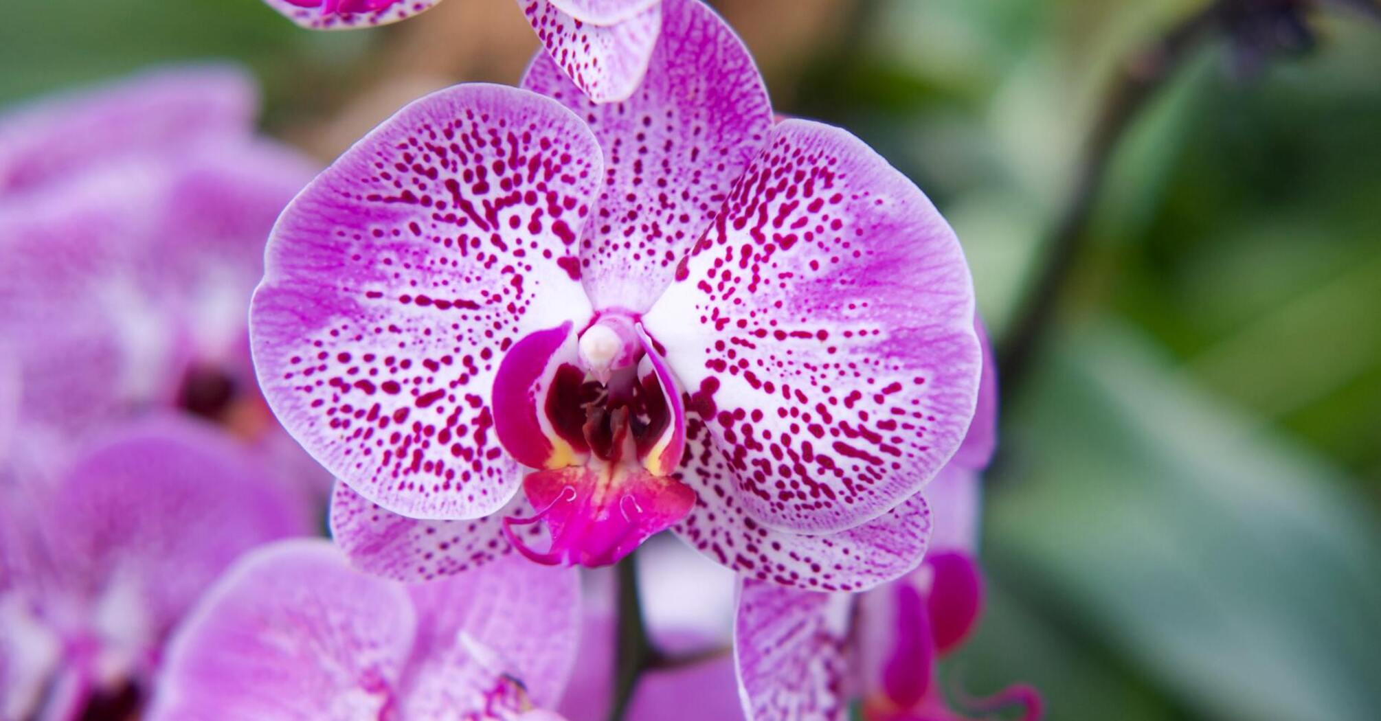 Почему не стоит держать дома орхидеи