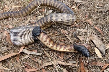В Австралии на камеру попал питон, занимавшийся каннибализмом: фото