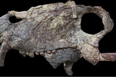 Bones of the most terrible predator found in Brazil, which lived 40 million years before dinosaurs
