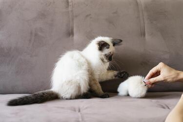 How to clean furniture from pet hair: useful life hacks