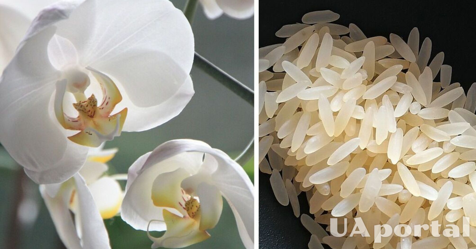 Растет быстрее и здоровее: как самостоятельно сделать удобрение для орхидеи
