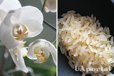 Растет быстрее и здоровее: как самостоятельно сделать удобрение для орхидеи