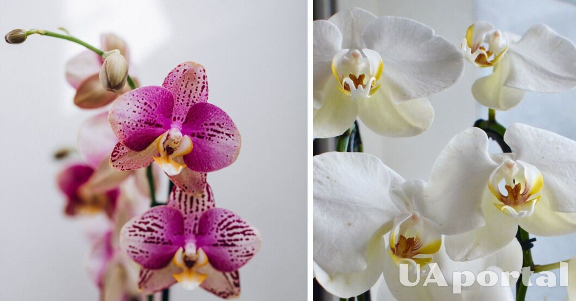 Что делать чтобы орхидея цвела – как правильно поливать орхидею в домашних условиях