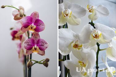 What to do to make an orchid bloom - how to properly water an orchid at home