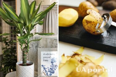 How to make fertilizer for indoor plants from potato peels