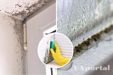 Як вивести цвіль навколо вікон - як позбутися плісняви в домашніх умовах