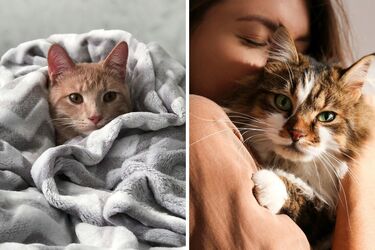 Which cat breeds are suitable for allergy sufferers: a list of the best