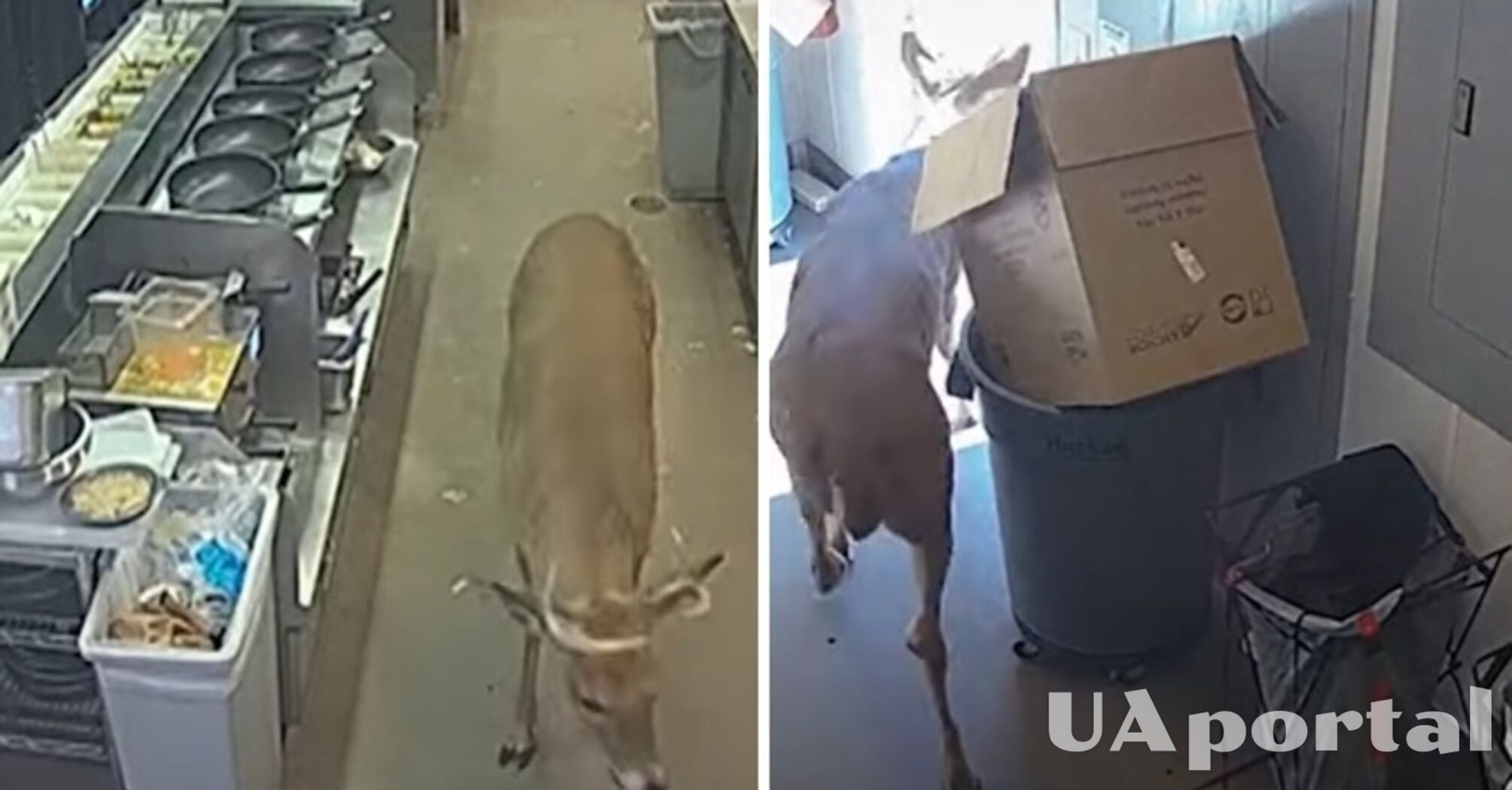 In the US, a deer jumped into a restaurant through a window: video