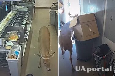 В США олень запрыгнул в ресторан через окно: видео