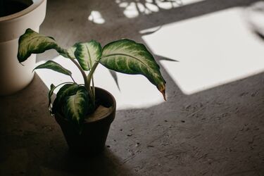 Какие растения выживут даже в черном углу