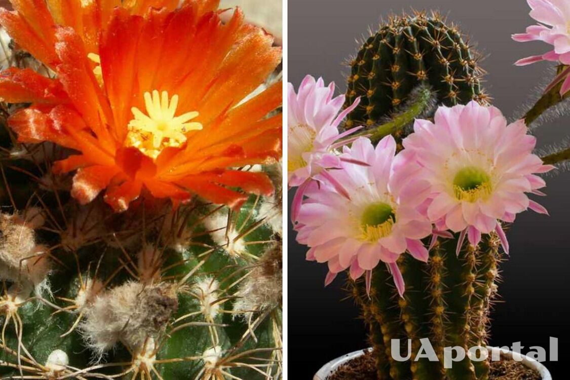 Dlaczego kaktus nie kwitnie: hodowcy kwiatów wymienili 7 powodów