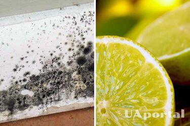 Фахівець з прибирання назвав найкращий засіб для видалення плісняви вдома