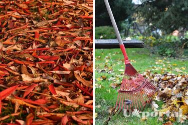 Не медлите: садоводы объяснили, что нужно делать уже сейчас, чтобы защитить газон от болезней