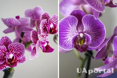 Experts explain how to easily encourage an orchid to re-bloom before winter