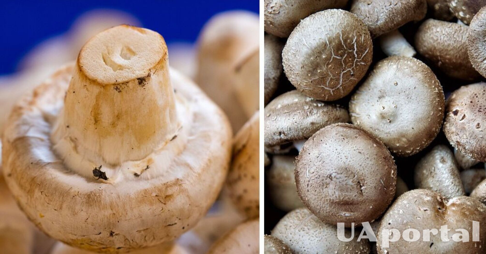 Експерти пояснили, як зберегти гриби свіжими та твердими якомога довше