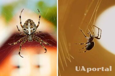 Утратите успех: почему не стоит прогонять пауков из дома и убивать их